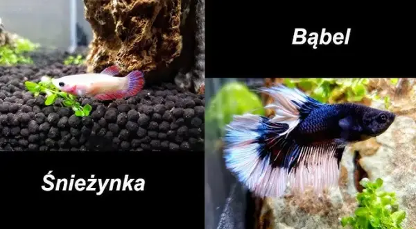 Jak się rozmnażają bojowniki – kluczowe warunki i proces tarła