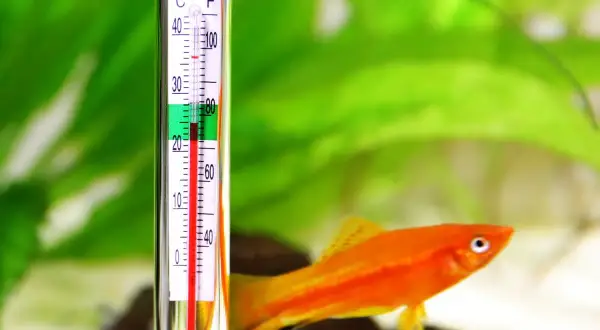Termometr akwariowy pokazuje, jaka temperatura w akwarium jest idealna dla pomarańczowej rybki.
