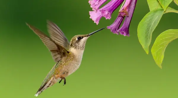 Czym żywią się kolibry? Zaskakujące fakty o ich diecie