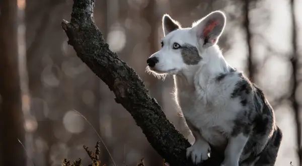 Uroczy corgi pies królowej, z niebieskimi oczami, siedzi na gałęzi drzewa, oświetlony słońcem.