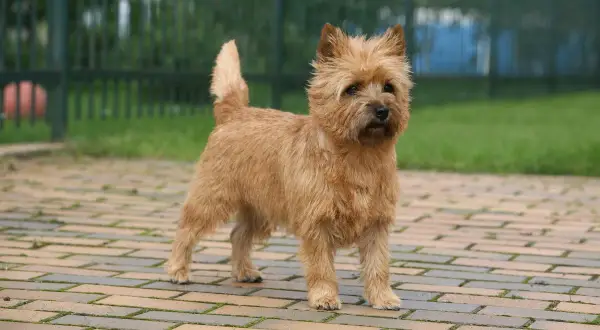 Cairn terrier, jeden z wielu rodzajów terierów, stoi na chodniku z cegły.
