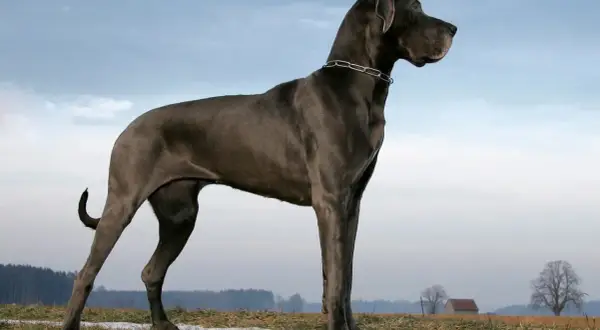 Majestatyczny dog niemiecki największy, dumny pies o szarej sierści, stoi na tle nieba i pól.