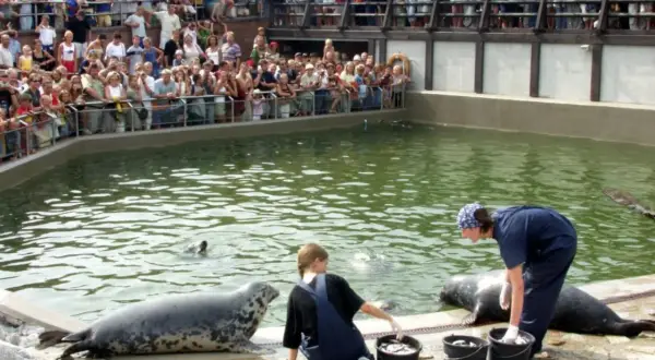 Oceanarium Hel - Fascynujące atrakcje i godziny otwarcia fokarium