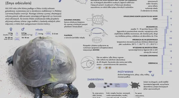 Żółw błotny żyje kilkadziesiąt lat. Informacje o jego cyklu rocznym, siedlisku i zagrożeniach.