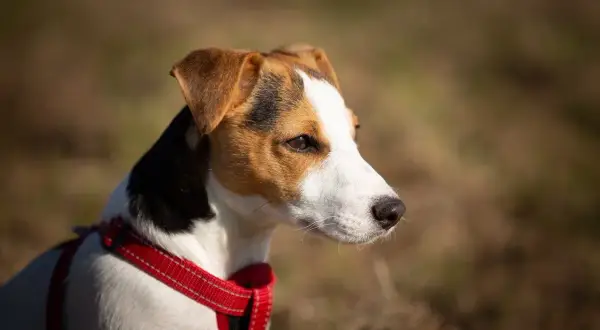 Jack Russell Terrier o żywym usposobieniu, z uwagą obserwuje otoczenie.