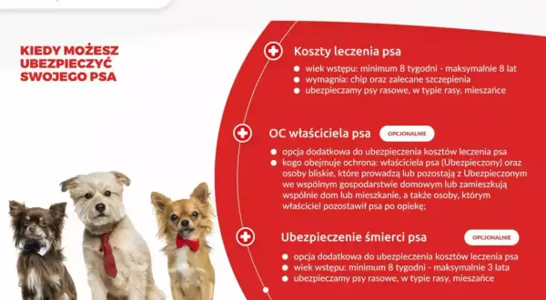 Trzy urocze psy w eleganckich muszkach i krawacie. Dowiedz się o pzu ubezpieczenie psa, kosztach leczenia, OC właściciela i ubezpieczeniu śmierci.