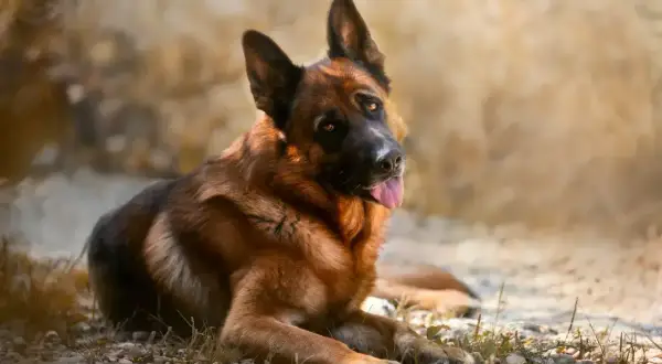 Piękny owczarek niemiecki leży na kamieniach. Jego waga, jak u większości przedstawicieli tej rasy, mieści się w przedziale 22-40 kg.