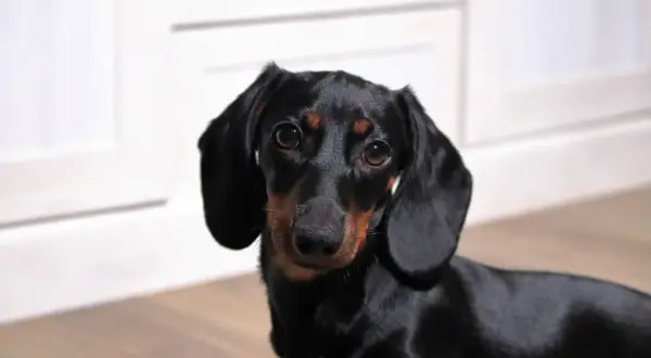 Czarny jamnik krzyżówka z brązowymi znaczeniami, o długich uszach, patrzy wprost na widza.