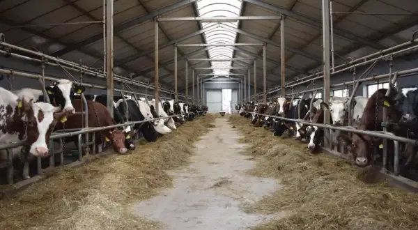 Wielka obora pełna krów, które jedzą siano. Widać, co je krowa, gdy jest karmiona.