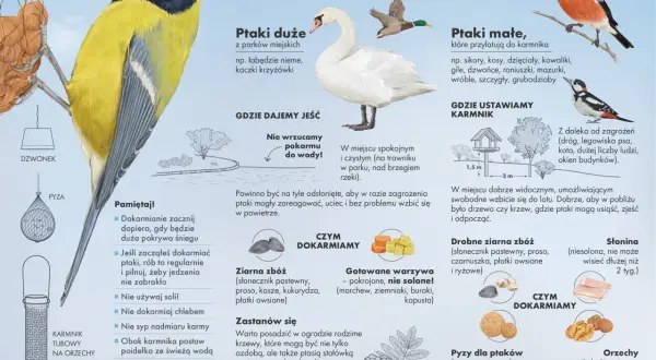 Ptaki jedzą ziarna zbóż, warzywa, słoninę i orzechy. Unikaj chleba i soli.