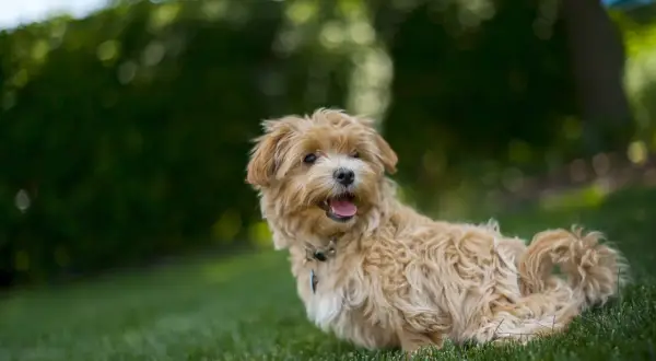 Uroczy maltipoo f1 z puszystą, beżową sierścią siedzi na zielonej trawie, z językiem na wierzchu, gotowy do zabawy.