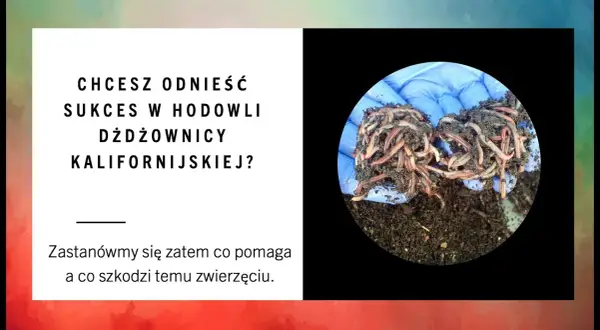 Jak rozmnażają się dżdżownice? Odkryj zaskakujące metody rozmnażania