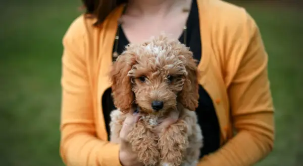 Uroczy goldendoodle mini w objęciach kobiety w żółtym sweterku.