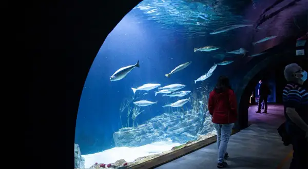 Ceny biletów do oceanarium Stralsund - uniknij kolejek i oszczędzaj