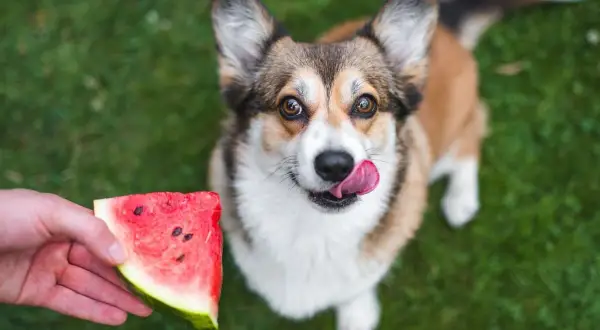 Corgi z językiem na wierzchu patrzy na kawałek arbuza, zastanawiając się, czy pies może jeść arbuza.