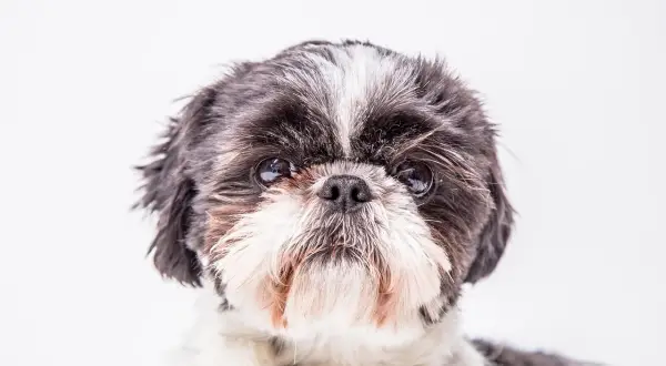 Uroczy shih tzu tricolor z puszystą sierścią i błyszczącymi oczami patrzy prosto w obiektyw.