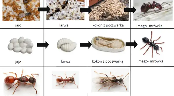 Jak rozmnażają się mrówki? Sekrety ich fascynującego cyklu życia