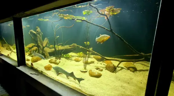 Oceanarium Zakopane - Fascynujący świat ryb i podwodnych stworzeń