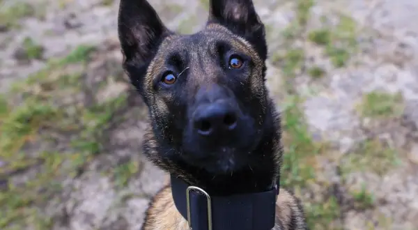 Czujny pies policyjny rasy malinois, z uwagą patrzy w obiektyw.