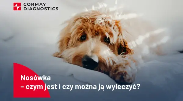 Smutny piesek leży na białym tle. Tekst informuje o objawach nosówki u psa i możliwościach leczenia.