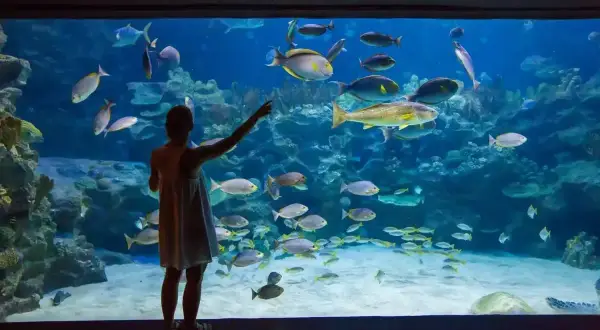 Dziewczynka zachwycona podwodnym światem w oceanarium Rewal, wskazuje na ławicę kolorowych ryb.