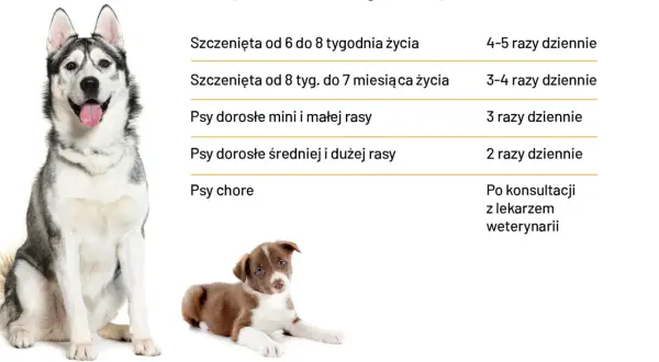 Tabela: ile powinien jeść szczeniak i dorosły pies. Podano zalecenia dla szczeniąt w różnym wieku, psów małych, średnich i dużych ras oraz chorych.
