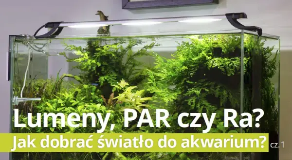 Jaką barwę światła wybrać do akwarium, aby rośliny rosły lepiej?