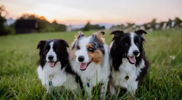 Trzy border collie z pięknym umaszczeniem siedzą w trawie o zachodzie słońca.