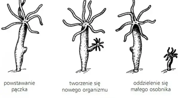 Jak rozmnażają się zwierzęta? Odkryj fascynujące metody i procesy