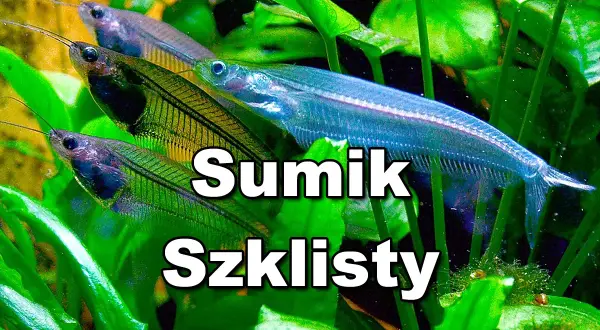 Kilka sumików szklistych pływa wśród zielonych roślin akwariowych.