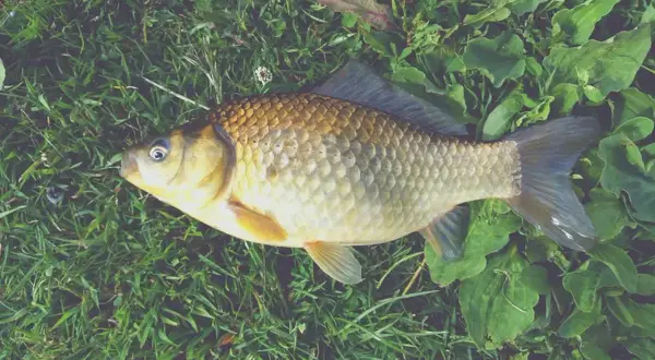 Czym jesieniom żywi się amur i jak zmieniają się jego nawyki?