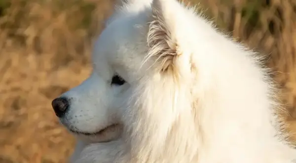 Uroczy samoyed w zbliżeniu, z puszystym białym futrem. Zastanawiasz się nad samoyed cena?