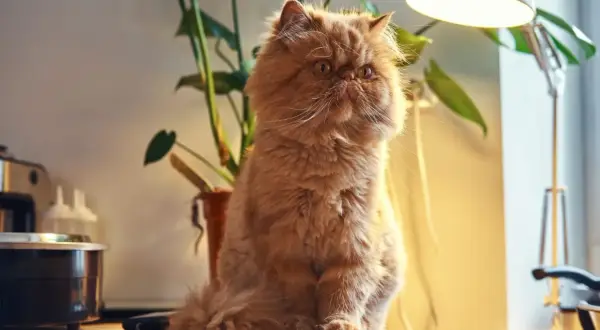 Puszysty rudy kot siedzi obok rośliny, czekając na odrobaczenie kota.