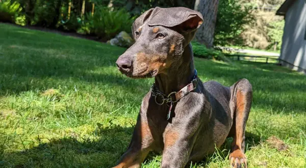 Elegancki doberman niebieski leży na trawie, ciesząc się słońcem.