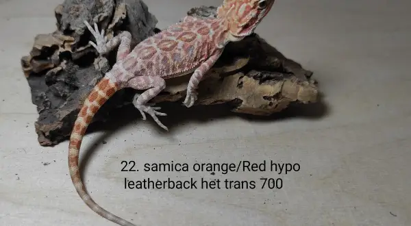 Urocza agama brodata samica orange/red hypo leatherback, cena 700. Idealna do terrarium.
