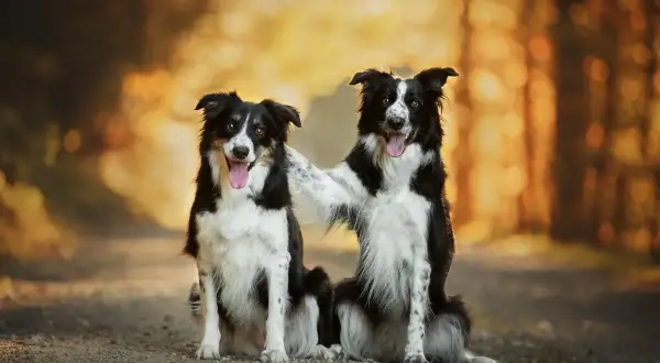 Dwa urocze psy rasy średniej, border collie, siedzą obok siebie na leśnej ścieżce. Jeden piesek obejmuje drugiego łapą.