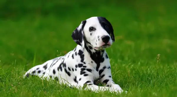 Uroczy dog o białej sierści w czarne cętki leży na zielonej trawie, wyglądając z zaciekawieniem.