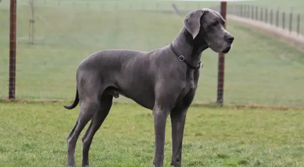 Szary dog niemiecki, imponujący wzrostem, stoi na zielonej łące.