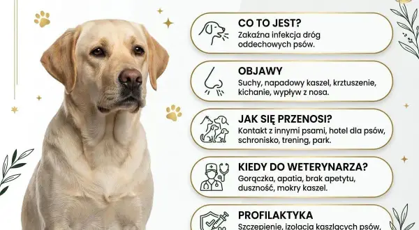 Labrador z objawami kaszlu kenelowego u psa: suchy kaszel, kichanie, gorączka. Informacje o chorobie i profilaktyce.