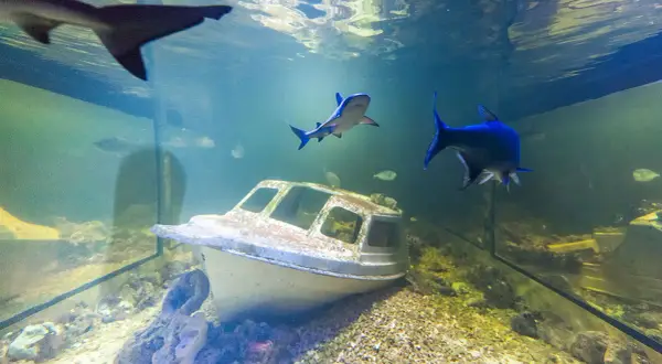 Oceanarium Kielce - Ciekawe atrakcje, godziny otwarcia i ceny biletów