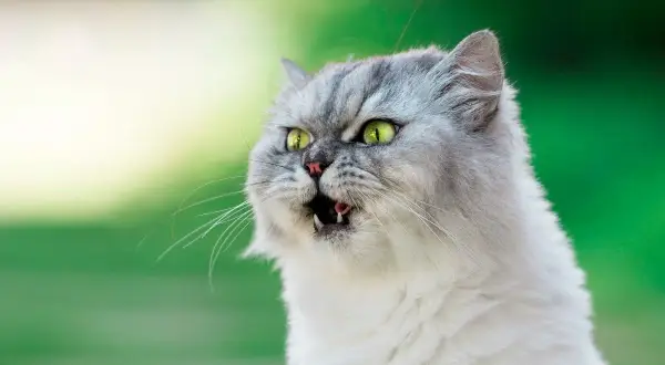 Puszysty kot z zielonymi oczami ma nagłą czkawkę. Widać jego otwarty pyszczek i mały język.