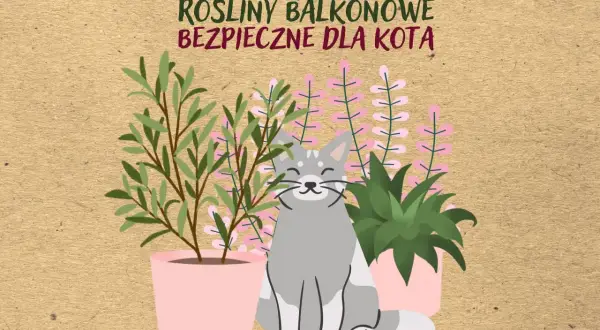 Uśmiechnięty kotek wśród roślin balkonowych bezpiecznych dla kota. Zielone i różowe kwiaty w doniczkach.