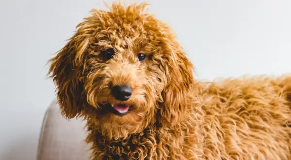 Uroczy, rudy goldendoodle z puszystą sierścią. Zastanawiasz się nad goldendoodle cena?