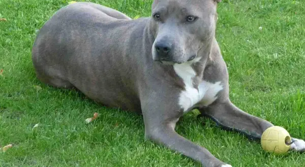 Amstaff groźny, ale z piłeczką w łapach. Pies leży na trawie, czujnie obserwując otoczenie.