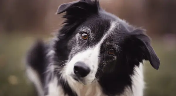 Czarno-biały border collie z bystrymi oczami, jego waga jest idealna do długich spacerów.