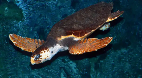 Oceanarium Kopenhaga – Niezapomniane atrakcje i praktyczne informacje