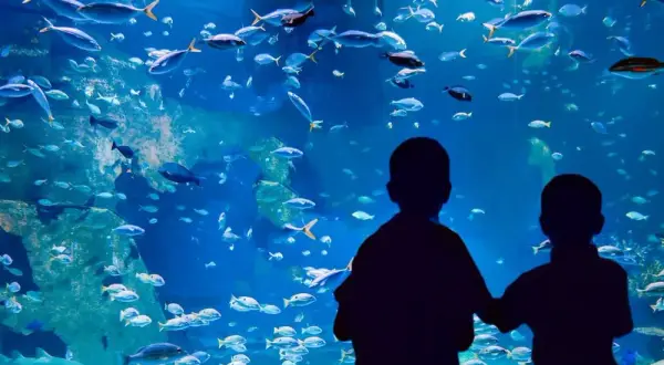 Największe oceanarium na świecie – zaskakujące fakty i porównania