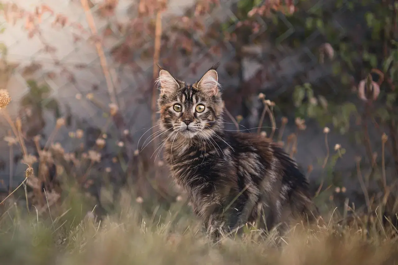 Piękny kot maine coon, jego cena może być wysoka, ale warto. Wśród traw i kwiatów.
