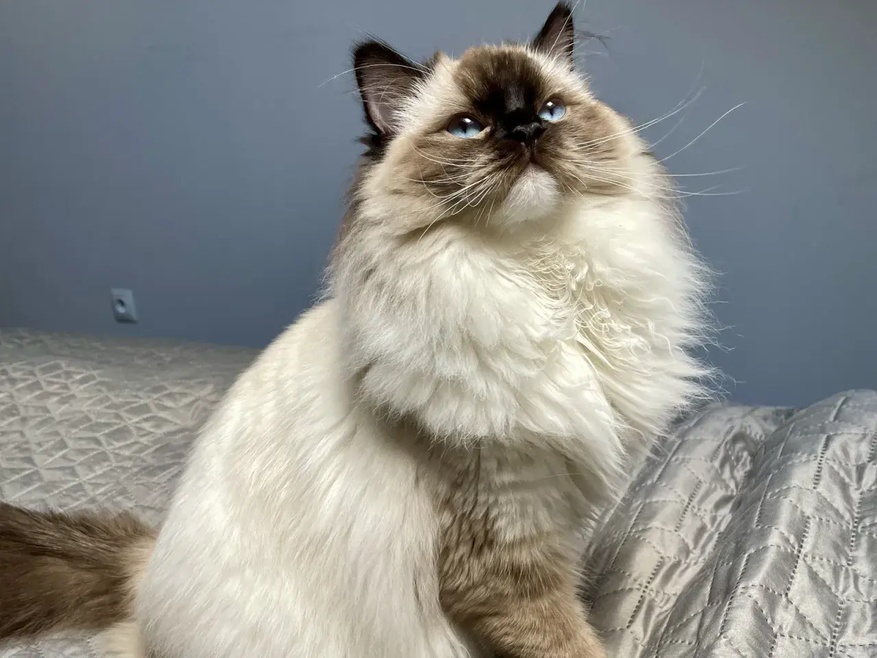 Uroczy ragdoll na rękach, z niebieskimi oczami i puszystym futrem, patrzy w górę z zaciekawieniem.