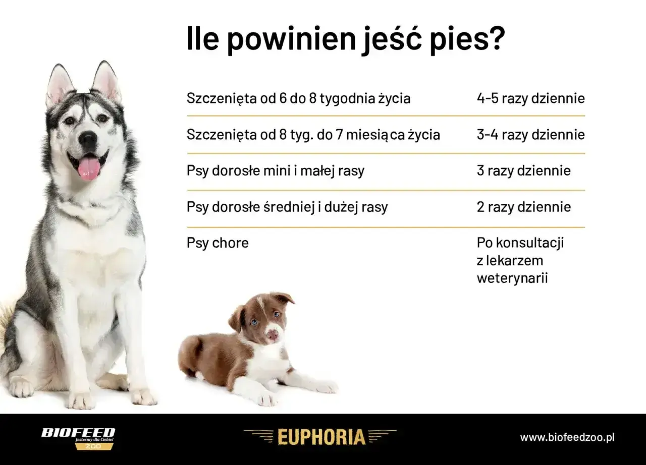 Tabela informuje, ile razy dziennie karmić psa: szczenięta 4-5 razy, dorosłe psy małych ras 3 razy, duże rasy 2 razy, chore po konsultacji z weterynarzem.